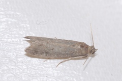 Eccopisa effractella