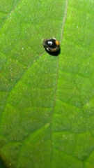 Cryptogonus orbiculus