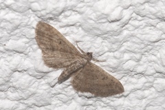 Eupithecia lariciata