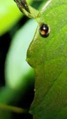 Cryptogonus orbiculus