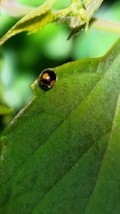 Cryptogonus orbiculus