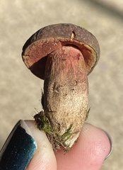 Boletus tasmanicus