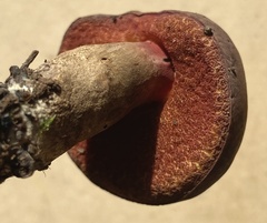 Boletus tasmanicus