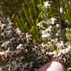 Erica suffulta