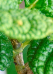 Tocoyena bullata