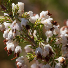 Erica suffulta