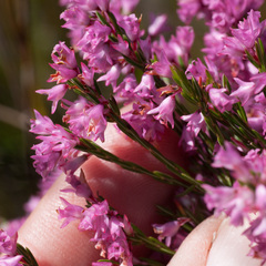 Erica corifolia