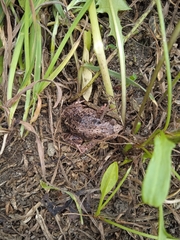 Pristimantis unistrigatus