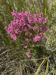 Erica corifolia