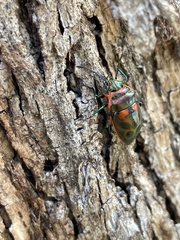 Scutiphora pedicellata