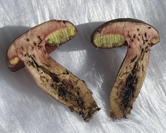 Boletus tasmanicus