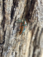 Scutiphora pedicellata