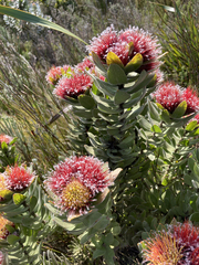 Leucospermum oleifolium