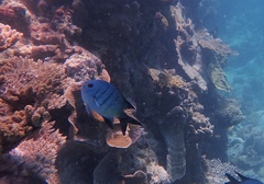 Abudefduf whitleyi