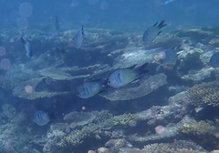 Abudefduf whitleyi