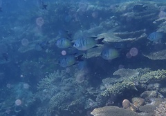 Abudefduf whitleyi