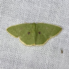 Comostola leucomerata