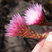 Edmondia pinifolia - Photo 由 Carina Lochner 所上傳的 (c) Carina Lochner，保留部份權利CC BY-NC