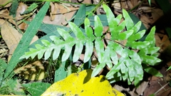 Pteris semipinnata