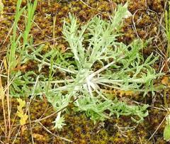 Centaurea paniculata
