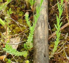 Linum strictum
