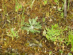 Alchemilla cornucopioides