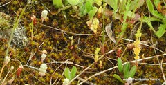 Sedum brevifolium