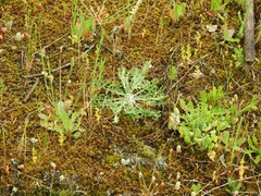 Sedum brevifolium
