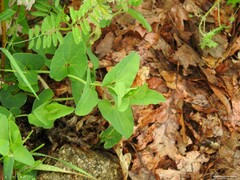 Aristolochia paucinervis