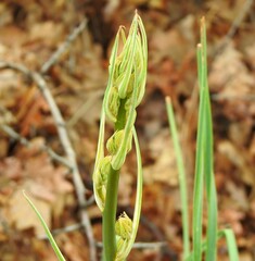 Asphodelus albus
