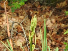 Asphodelus albus