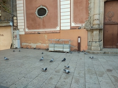 Columba livia domestica