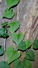Convolvulaceae