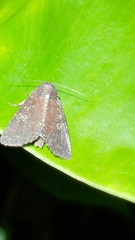 Condica illecta