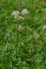 Mutellina purpurea