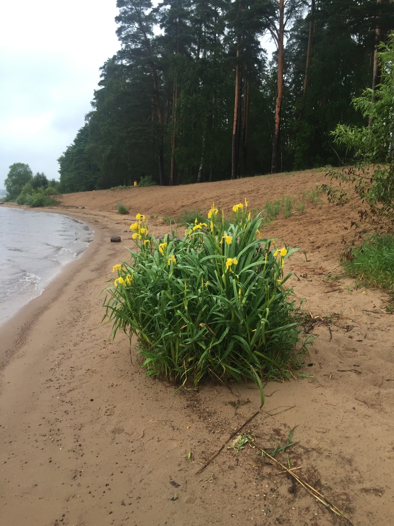 Yellow Iris