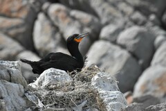 Phalacrocorax capensis