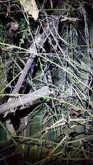 Bambusa stenostachya