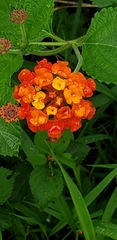 Lantana horrida