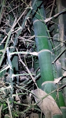Bambusa stenostachya