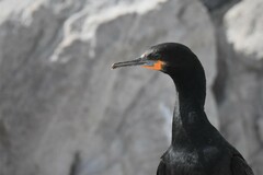 Phalacrocorax capensis
