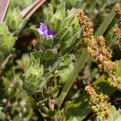 Psoralea obliqua