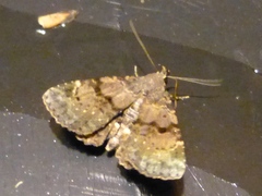 Metalectra quadrisignata