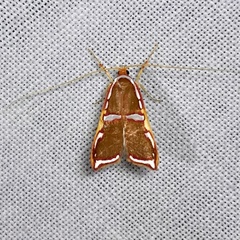 Barantola pulcherrima