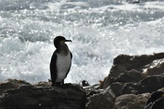 Phalacrocorax carbo lucidus