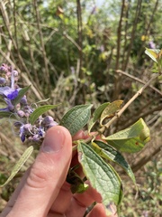 Pseudocaryopteris bicolor
