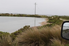 Austrostipa stipoides