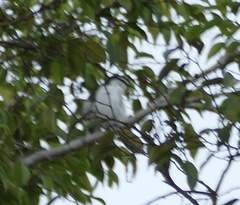 Lalage leucopygialis