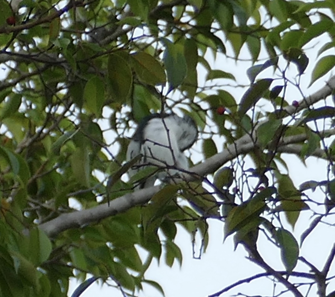 White-rumped Triller (Lalage leucopygialis), photo 4