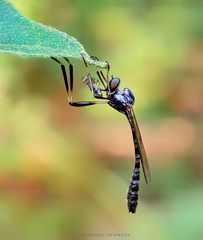 Leptogaster